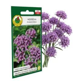 werbena-patagonska-01g-nasiona-piekne-kwiaty