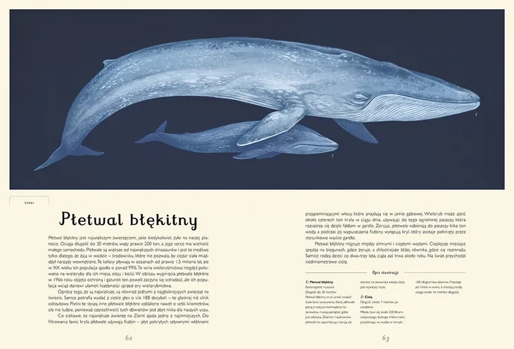 oceanarium-muzeum-oceanu