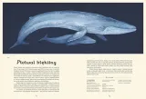 oceanarium-muzeum-oceanu