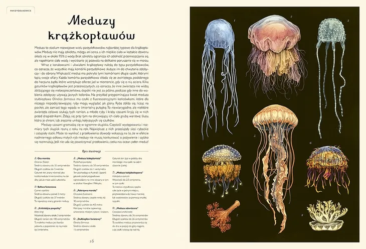 oceanarium-muzeum-oceanu