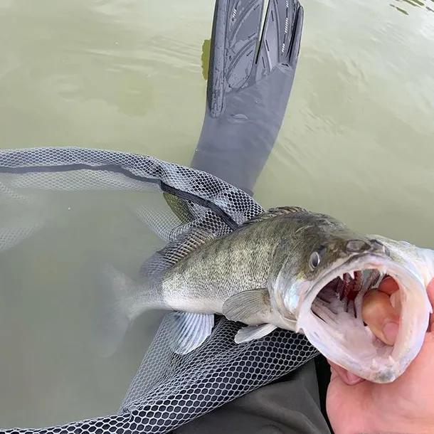 relax-guma-wing-shad-3-75-cm-1szt-model-wing-shad