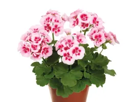 pelargonia-rabatowa-rozowa-trendix-pink-eye-sadzonka-p9-rozowe-kwiaty-z-ocz