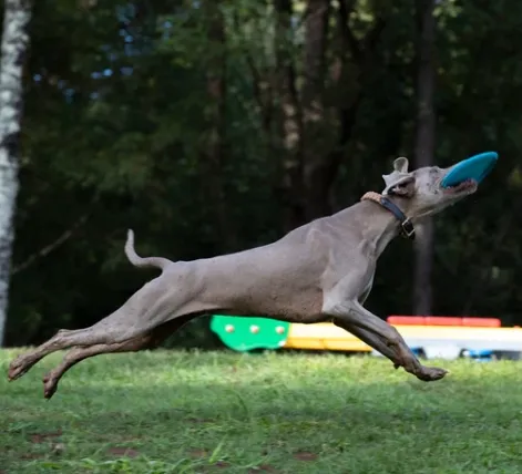 frisbee-dla-psa-waboba-jetwag-stan-nowy
