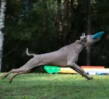 frisbee-dla-psa-waboba-jetwag-stan-nowy
