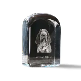 wyzel-wloski-szorstkowlosy-spinone-italiano-krysztalowa-kostka-ze-zdjeci