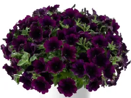 petunia-surfinia-fioletowa-capella-mullberry-kwiaty-na-balkony-i-tarasy-sad