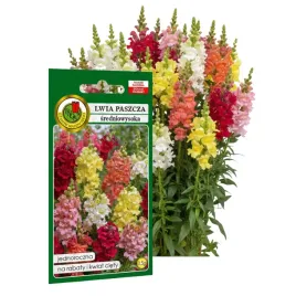 lwia-paszcza-sredniowysoka-mieszana-05g-nasiona-piekne-kwiaty