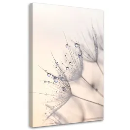 obraz-do-salonu-sypialni-kuchni-biura-dmuchawce-rosliny-kwiaty-rosa
