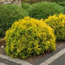 tuja-kulista-mirjam-sadzonki-thuja-kula-kulka-zlota-zywotnik-zachodni
