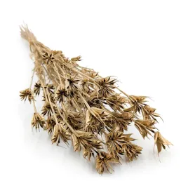 czarnuszka-orientalna-nigella-orientalis-zlota