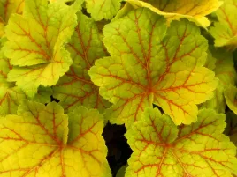 zurawka-electra-zolte-liscie-heuchera-sadzonka-p9-kolorowa-roslina