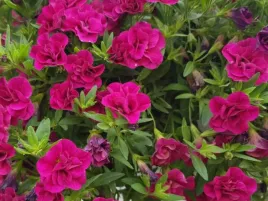 calibrachoa-rozowe-kwiaty-double-magenta-sadzonka-p9-kwiaty-na-balkon