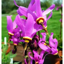 bozykwiat-jeffreya-dodecatheon-jeffreyi