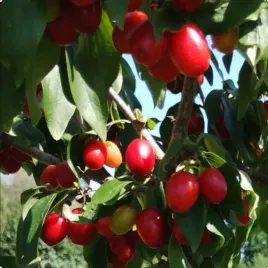 deren-jadalny-korallowyj-marka-2l