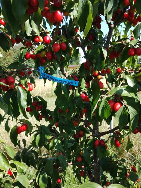 deren-jadalny-korallowyj-marka-2l-nazwa-lacinska-cornus-mas