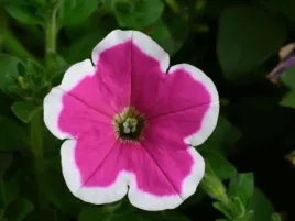 petunia-rozowa-surfinia-capella-rim-fuchsia-kwiaty-na-balkon-i-taras-sadzon