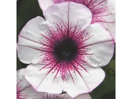petunia-surfinia-patia-lavender-vein-rozowe-kwiaty-na-balkony-sadzonka-p9