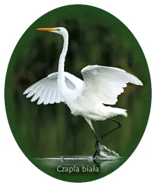 naklejka-czapla-biala-35