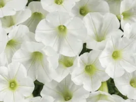 supertunia-vista-mini-white-biale-kwiaty-sadzonka-p9