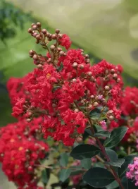 lagerstremia-indyjska-red-imperator-2l