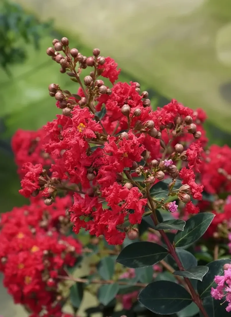 lagerstremia-indyjska-red-imperator-2l