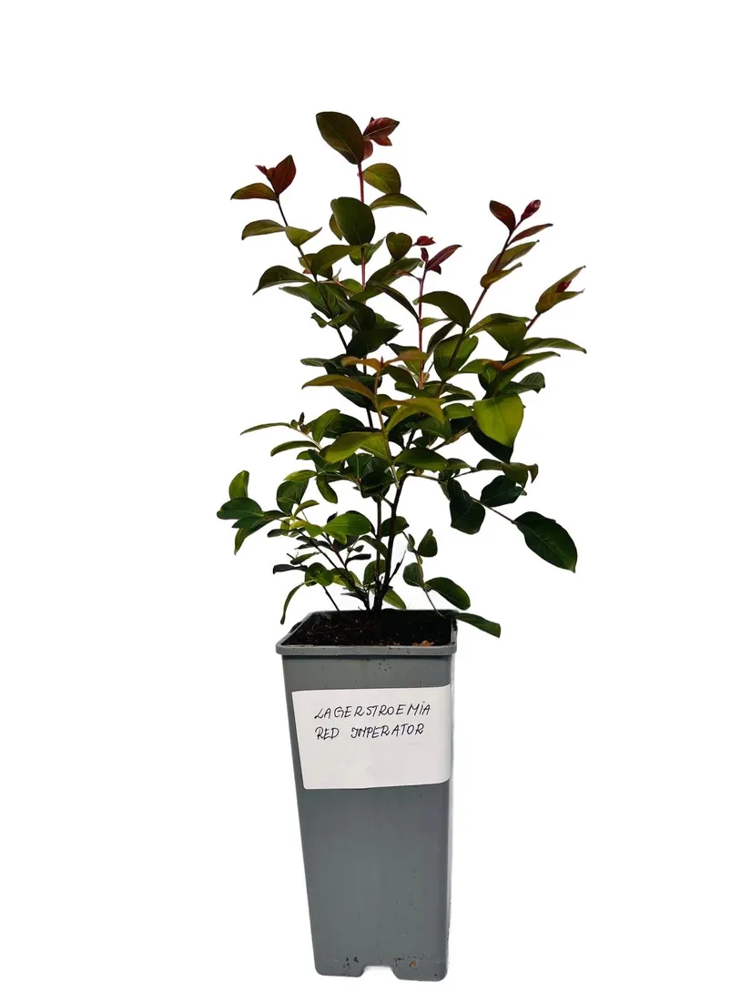 lagerstremia-indyjska-red-imperator-2l-rodzaj-rosliny-inny