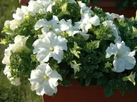 surfinia-conchita-grande-white-biale-duze-kwiaty-zwisajaca-petunia-sadzonka