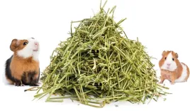 siano-od-rolnika-tegoroczne-11kg-sianka-dla-najladniejszej-swinki-mo-pokarm
