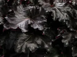 zurawka-czarna-black-pearl-kolorowe-liscie-do-ogrodu-sadzonka-p9