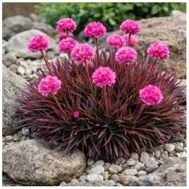 zawciag-nadmorski-rubrifolia-armeria-maritima-rozowe-kwiaty