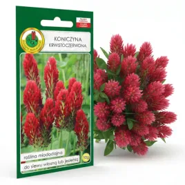 koniczyna-krwistoczerwona-10g-nasiona-piekne-kwiaty