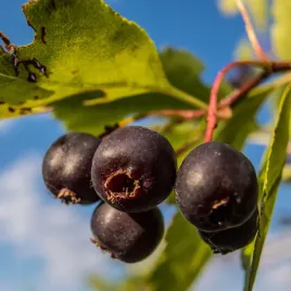 swidosliwa-olcholistna-amela-sadzonka-polska-nowa-odmiana-2022