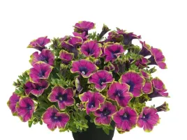petunia-little-picasso-rozowo-zielone-kwiaty-surfinia-na-balkon-sadzonka-p9