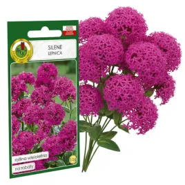 silene-karminoworozowe-05g-nasiona-piekne-kwiaty