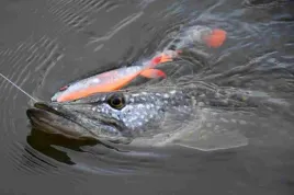 savage-gear-guma-na-szczupaka-whitefish-shad-12cm-14g-1szt