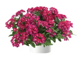 werbena-rozowa-vanessa-dark-pin-sadzonka-p9-rozowe-kwiaty-na-balkon