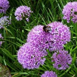 czosnek-ozdobny-millenium-bylinowy-sadzonki-allium-letnie-kwiaty