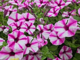 supertunia-vista-raspberry-star-rozowy-z-bialymi-plamkami-sadzonka-p9