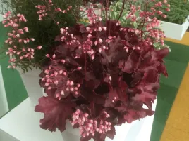 zurawka-bordowa-carmencita-kolorowe-liscie-do-ogrodu-sadzonka-p9