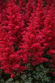 tawulka-fanal-astilbe-x-arendsii-czerwona-bylina-do-polcienia