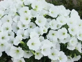 petunia-supertunia-vista-snowdrift-biale-kwiaty-na-balkon-sadzonka-p9