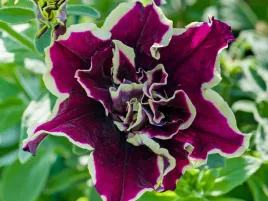 surfinia-tumbelina-superstar-fioletowo-kremowe-pelne-kwiaty-sadzonka-p9