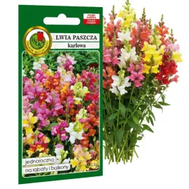 lwia-paszcza-karlowa-mieszana-05g-nasiona-piekne-kwiaty