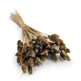 suszony-phalaris-kanar-mozga-kanaryjska-zloty