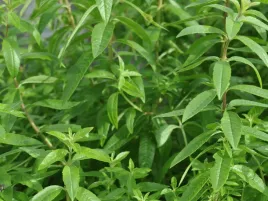 werbena-cytrynowa-freshman-sadzonka-p9-cytrusowy-zapach