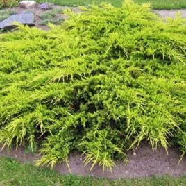 jalowiec-posredni-juniperus-media-old-gold