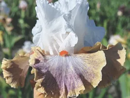 irys-brodkowy-colours-of-the-wind-kolorowe-kwiaty-klacze-nr-474