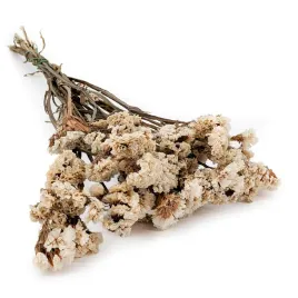 stabilizowany-zatrwian-wrebny-limonium-sinuatum-bialy
