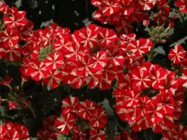 werbena-estrella-vodoo-red-star-p9-czerwono-biale-kwiaty-na-balkon-sadzonka