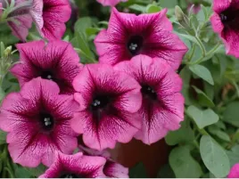 petunia-veranda-orchid-rozowe-kwiaty-na-balkon-sadzonka-p9
